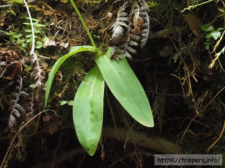 オノエランの葉