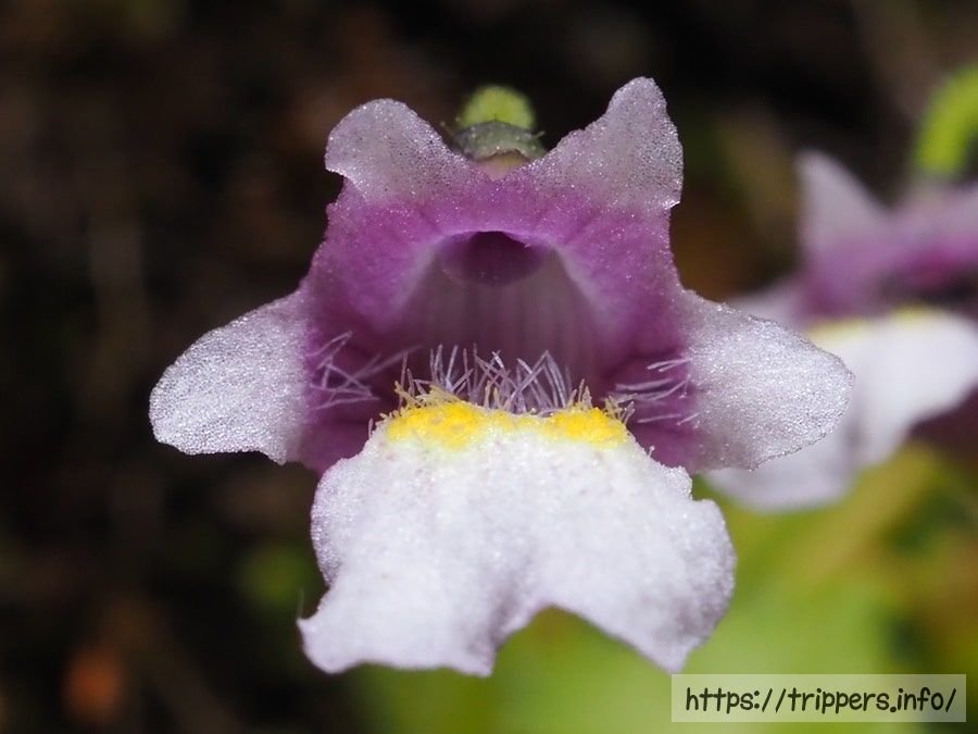 コウシンソウの花