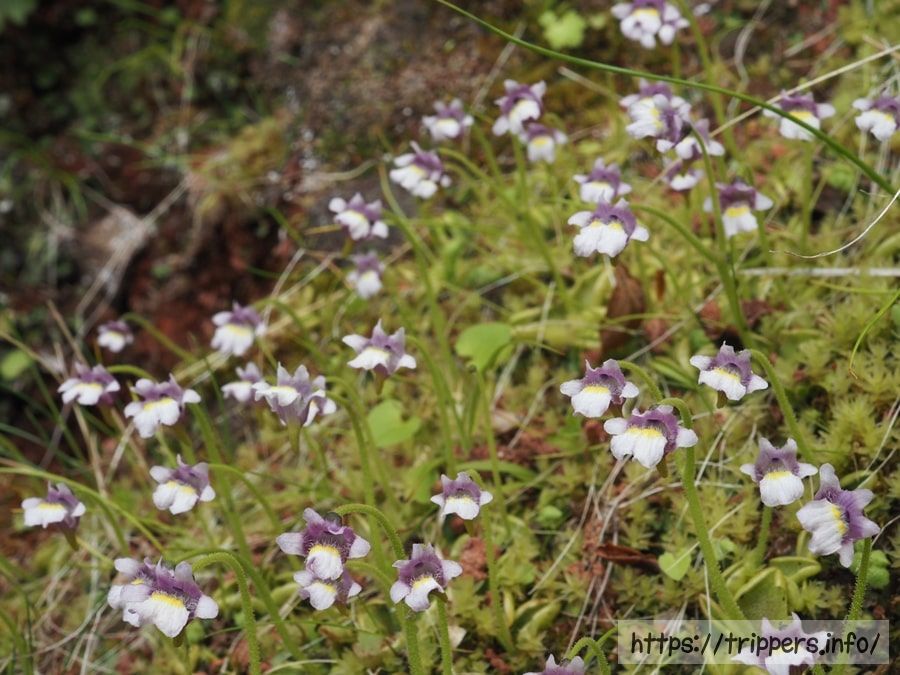 コウシンソウの群生