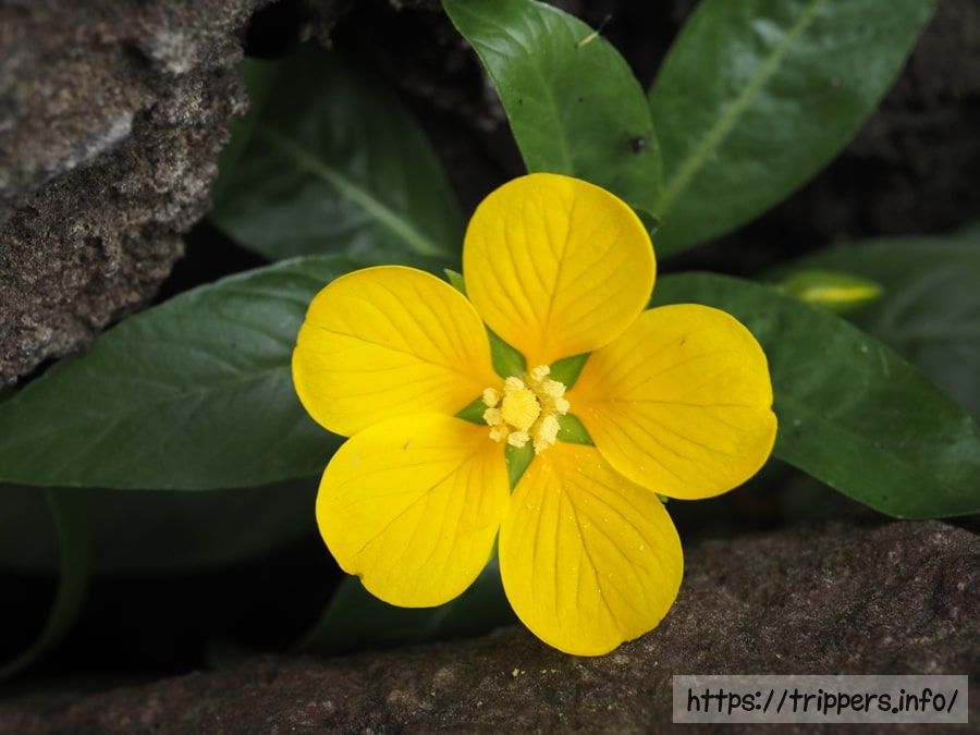 ミズキンバイの花