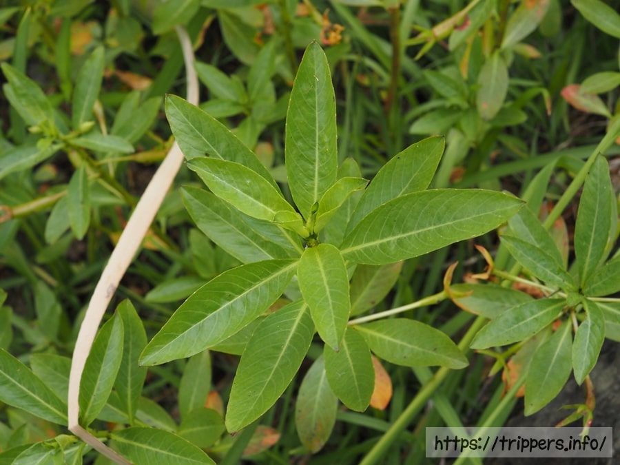 ミズキンバイの葉