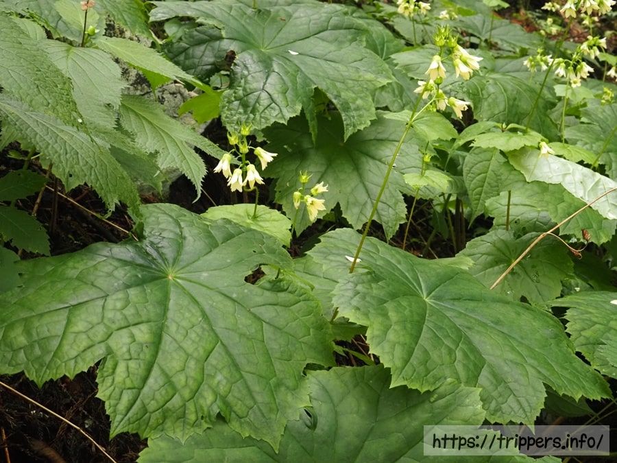 ヤワタソウの根生葉