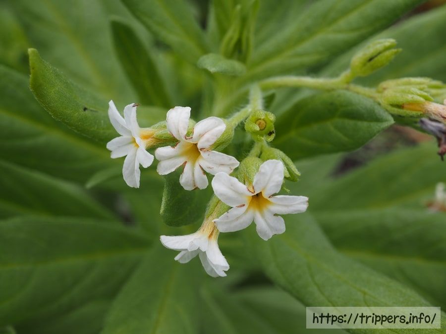 スナビキソウの花