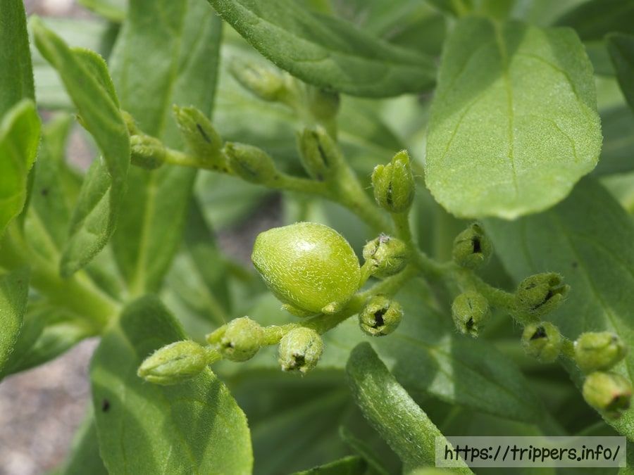 スナビキソウの果実