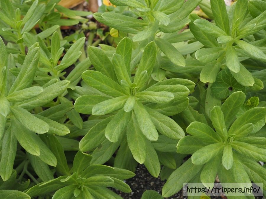 スナビキソウの葉