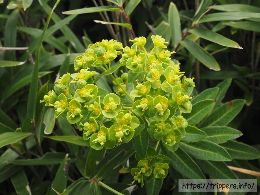 ハマタカトウダイ