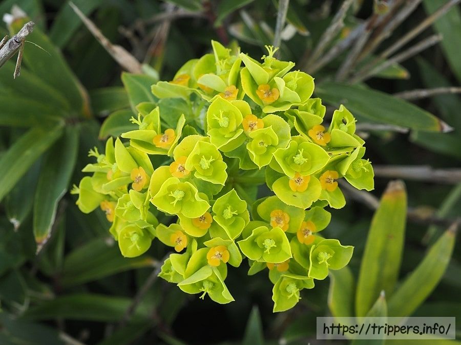 ハマタカトウダイ