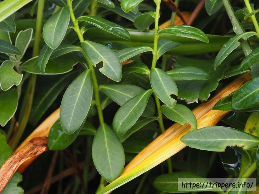 ハマタカトウダイ