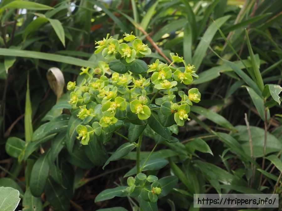 ハマタカトウダイ