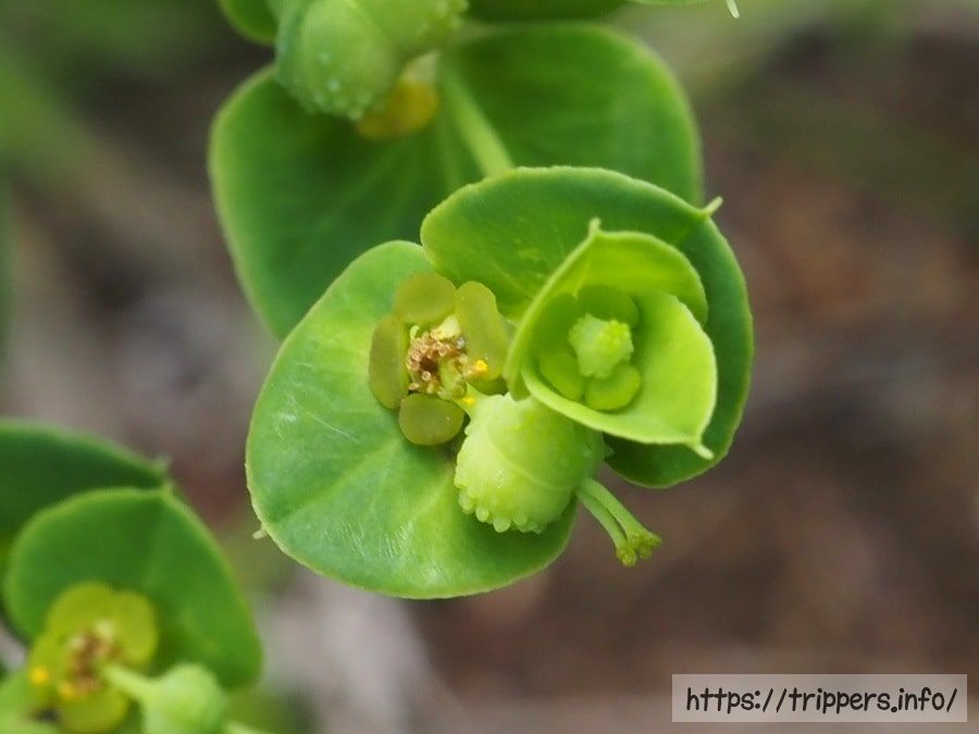 タカトウダイの花