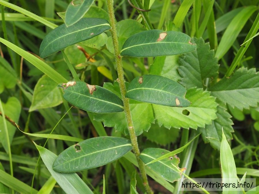 タカトウダイの葉