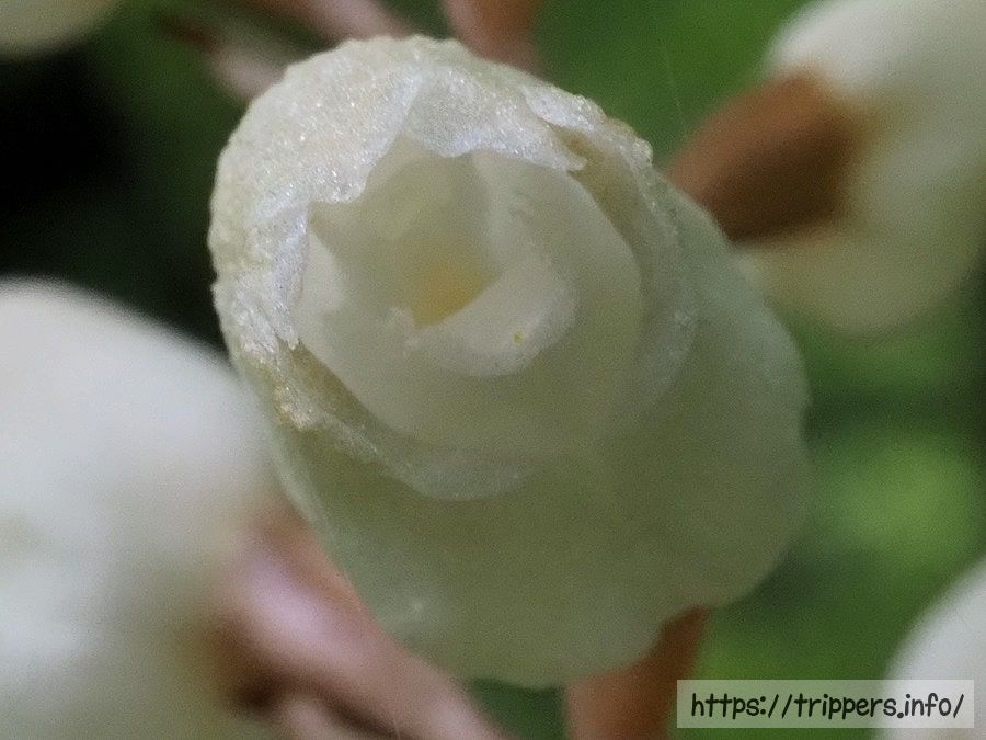 シロテンマの花