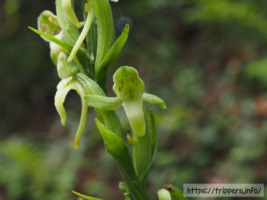 オオバノトンボソウ