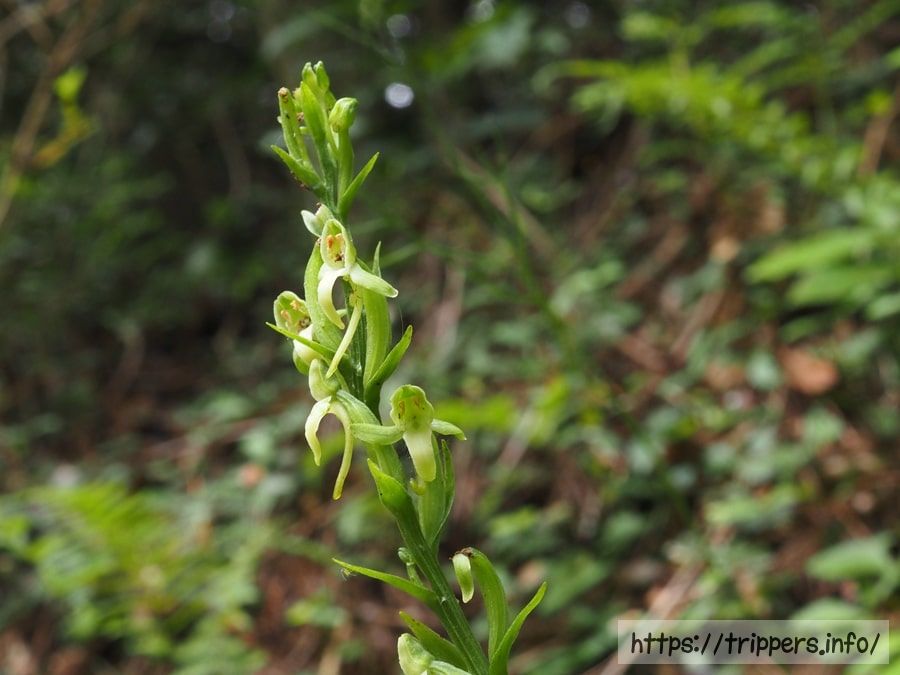 オオバノトンボソウ