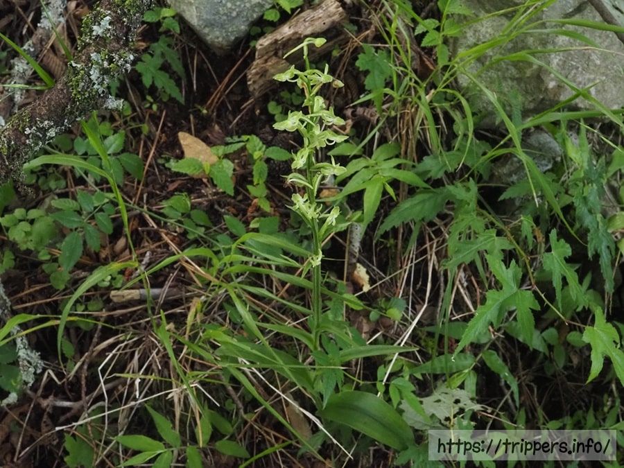 オオバノトンボソウ