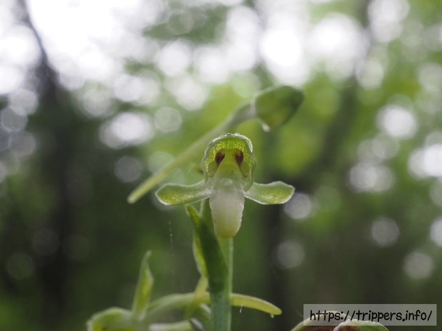 オオバノトンボソウの花