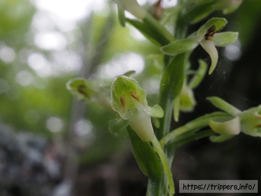 オオバノトンボソウの花