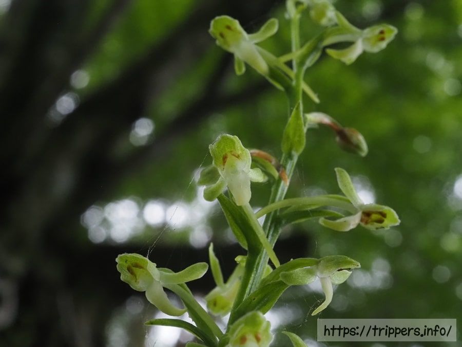 オオバノトンボソウ