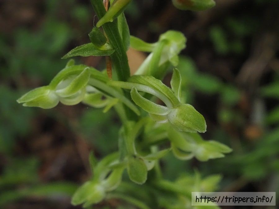 オオバノトンボソウ