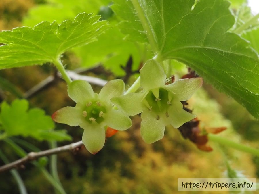 フガクヤシャビシャク