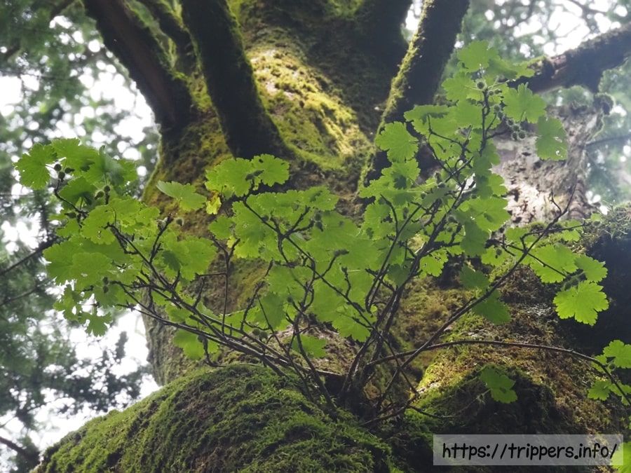 フガクヤシャビシャク