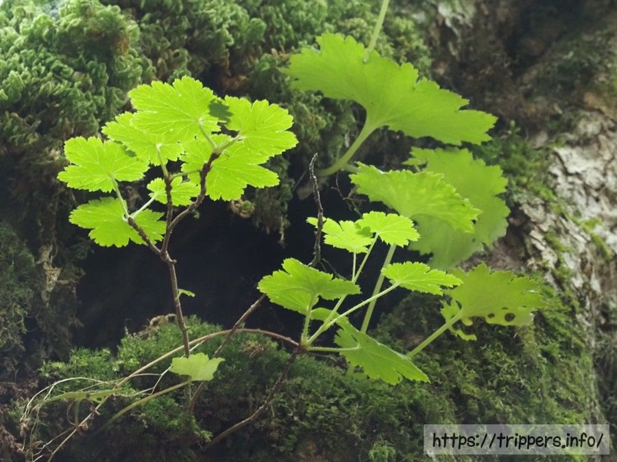 フガクヤシャビシャク