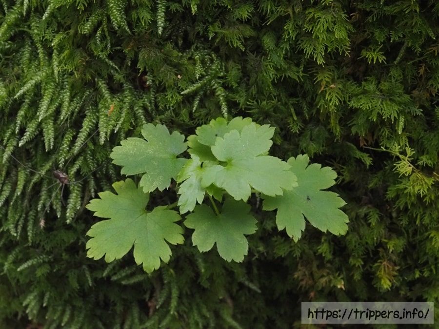 フガクヤシャビシャク