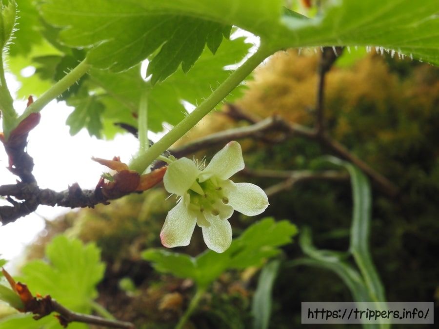 フガクヤシャビシャクの花