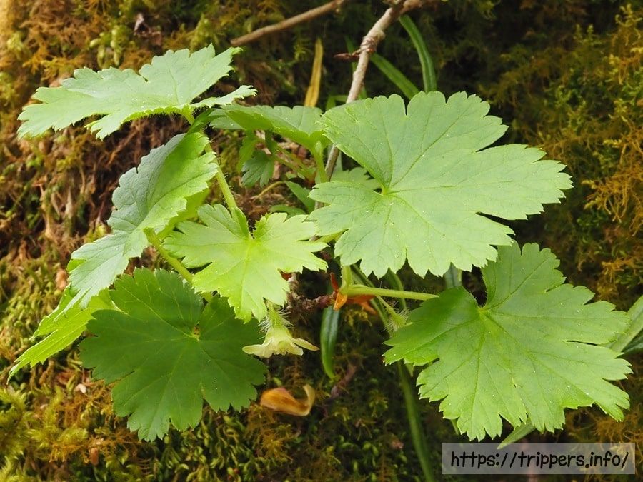 フガクヤシャビシャクの葉