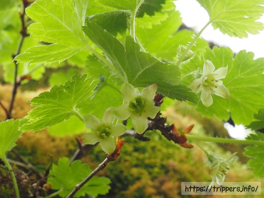 フガクヤシャビシャク