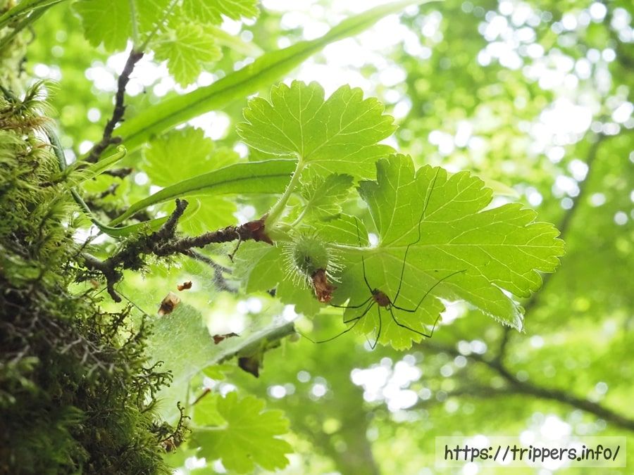 フガクヤシャビシャク