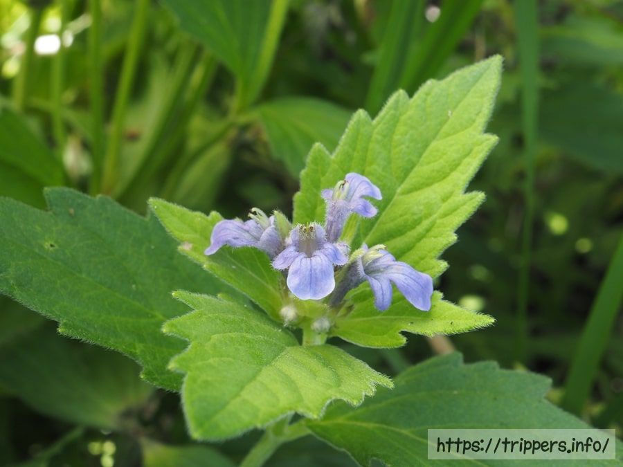 カイジンドウの花