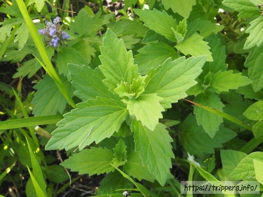 カイジンドウの葉