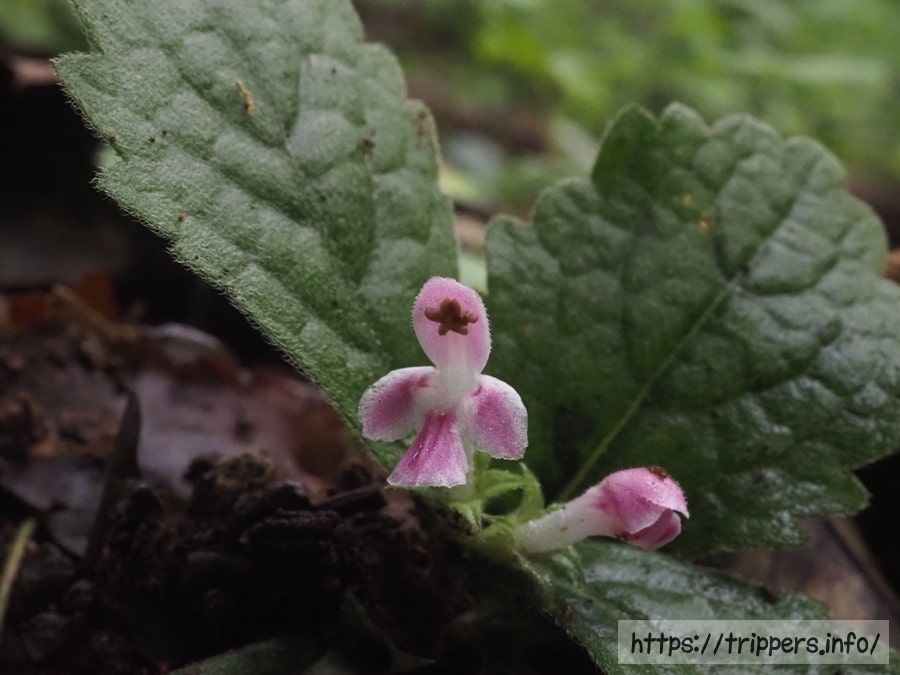ヤマジオウの花