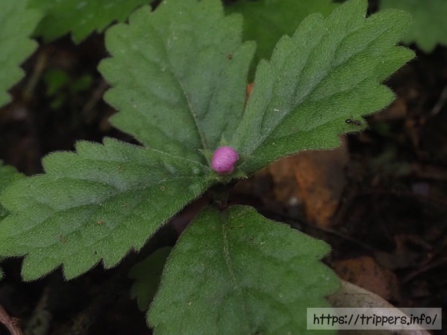 ヤマジオウの蕾