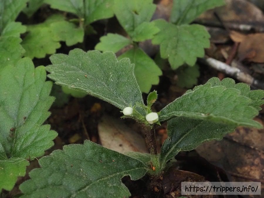 ヤマジオウの白花