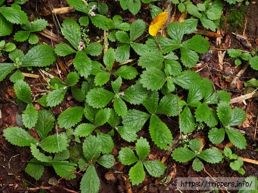 ヤマジオウの葉