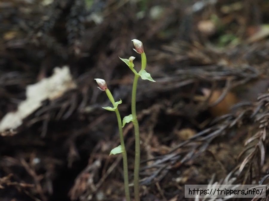 コオロギランの蕾