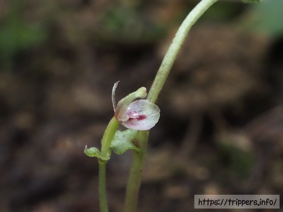 コオロギランの花