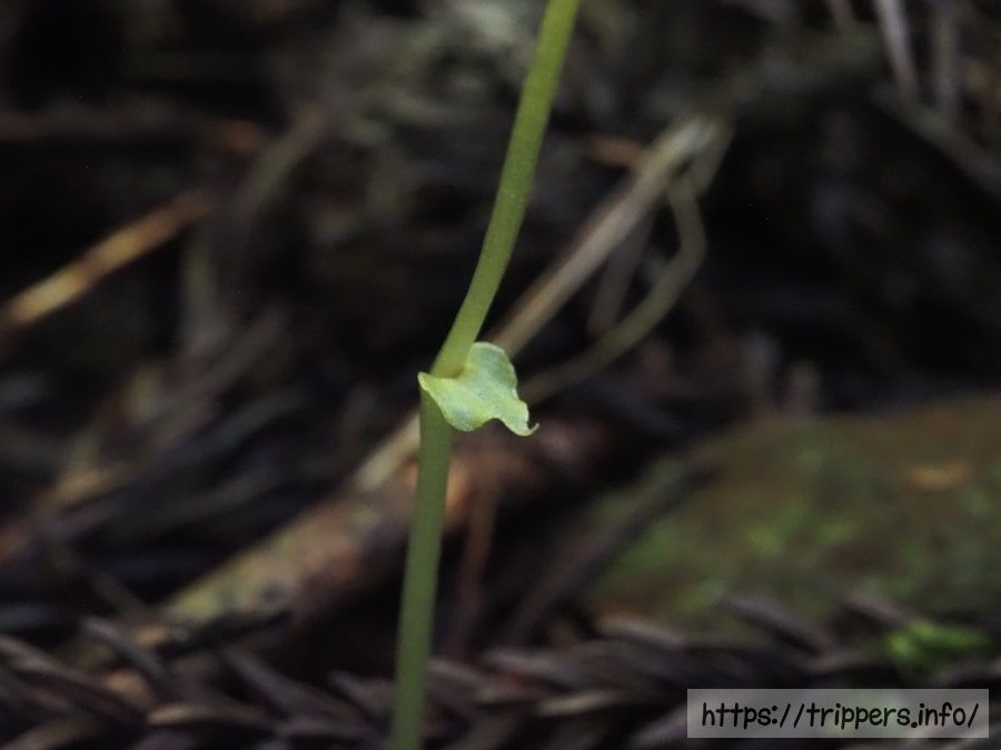 コオロギランの葉