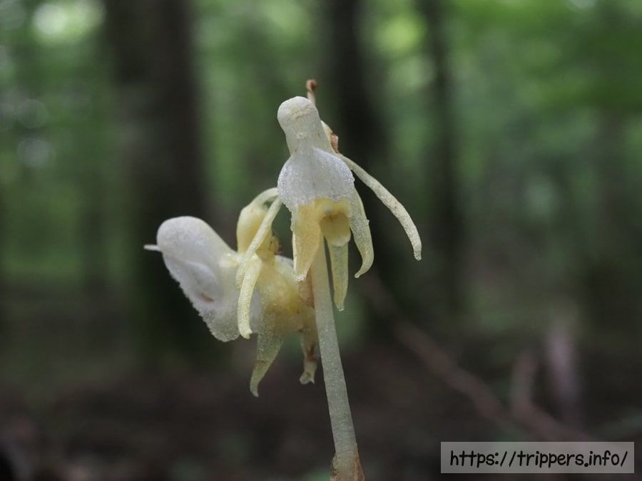 シロバナトラキチラン