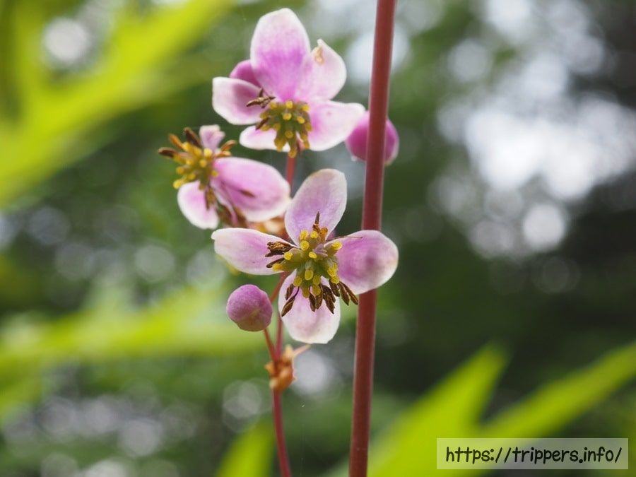 シキンカラマツ