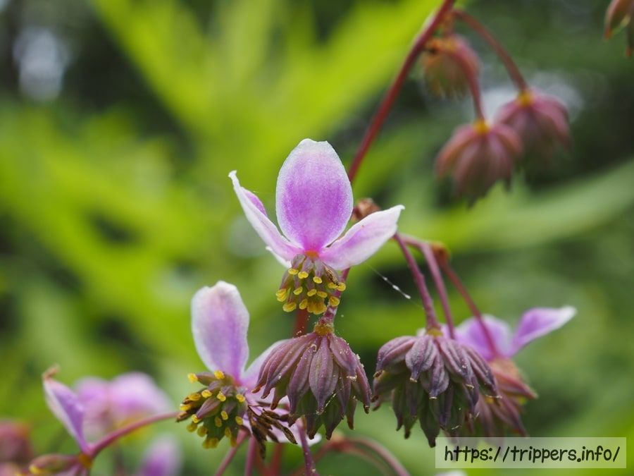 シキンカラマツの花