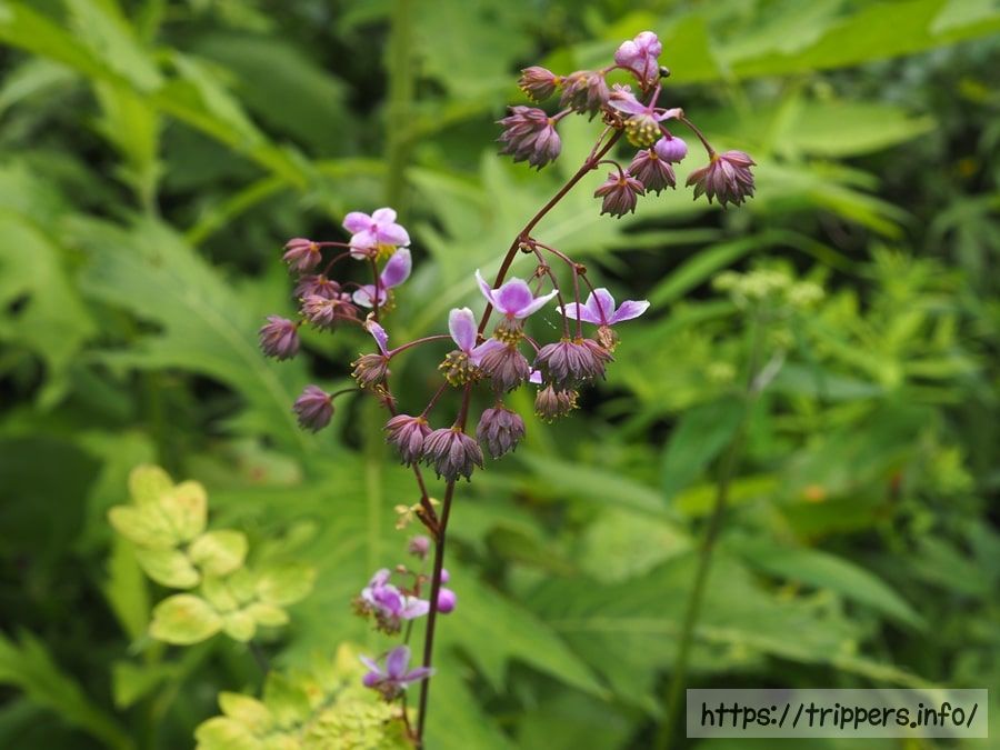 シキンカラマツ
