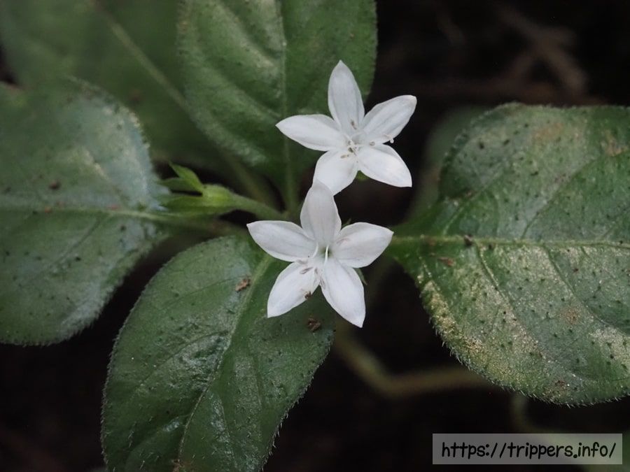 シロバナイナモリソウ