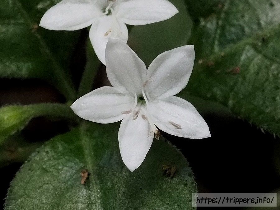 シロバナイナモリソウ