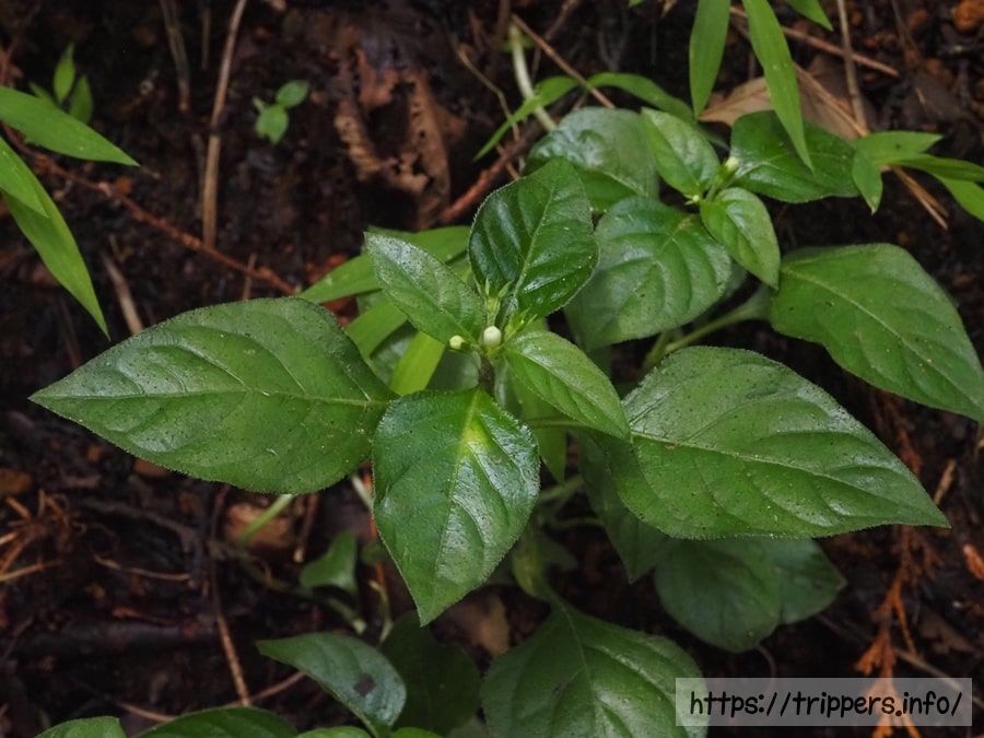 シロバナイナモリソウ