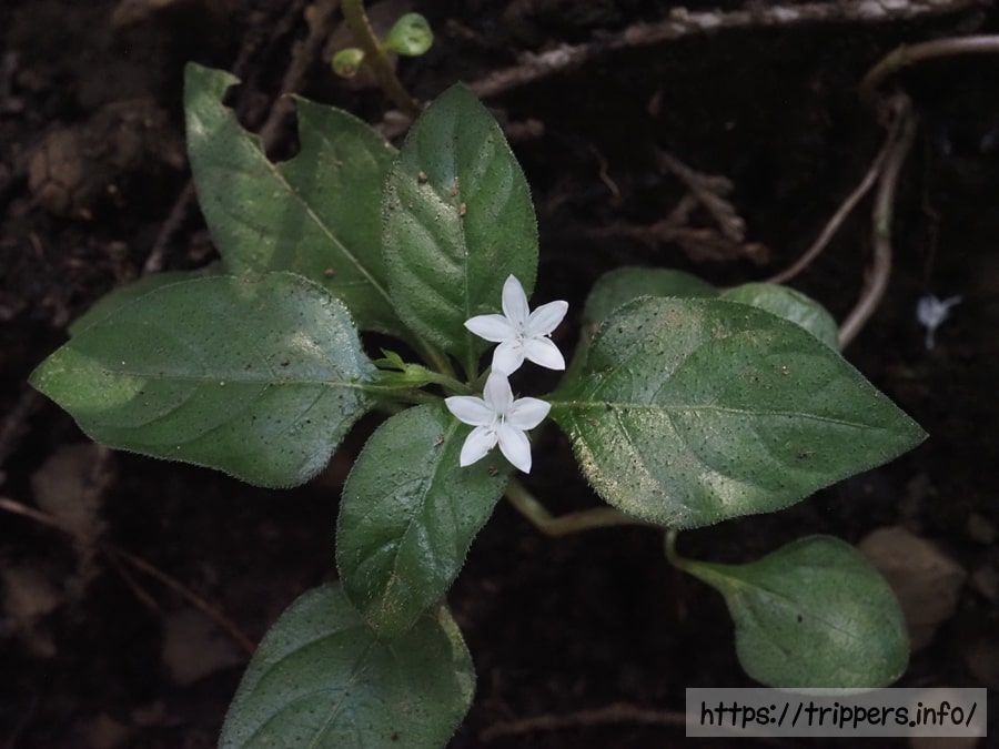 シロバナイナモリソウ