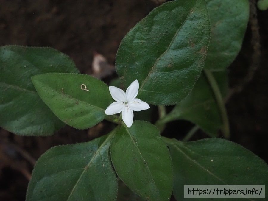 シロバナイナモリソウ
