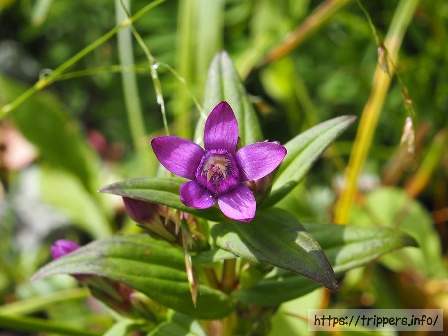 オノエリンドウ